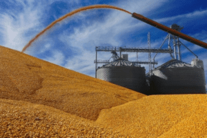 Importará México hasta 22 millones de toneladas de maíz